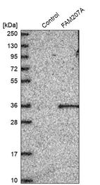 Western blot analysis in control (vector only transfected HEK293T lysate) and FAM207A over-expression lysate (Co-expressed with a C-terminal myc-DDK tag (~3.1 kDa) in mammalian HEK293T cells, LY409226).