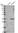 Anti-FAM207A Antibody