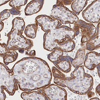 Anti-SLC39A10 Antibody