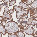 Anti-SLC39A10 Antibody