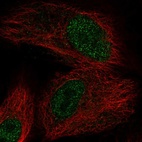 Anti-OXNAD1 Antibody