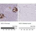Anti-GCG Antibody