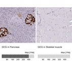 Anti-GCG Antibody