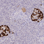 Immunohistochemical staining of human pancreas shows strong cytoplasmic positivity in endocrine glandular cells.