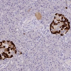 Immunohistochemical staining of human pancreas shows strong cytoplasmic positivity in endocrine glandular cells.