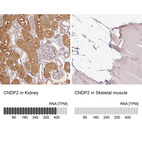 Anti-CNDP2 Antibody