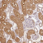 Immunohistochemical staining of human kidney shows high expression.