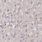 Immunohistochemical staining of human liver using Anti-CEP70 antibody HPA036942.