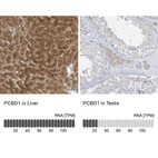 Anti-PCBD1 Antibody