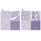 Immunohistochemical staining of human colon, fallopian tube, kidney and lymph node using Anti-ENKUR antibody HPA037593 (A) shows similar protein distribution across tissues to independent antibody HPA037594 (B).