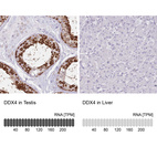 Anti-DDX4 Antibody