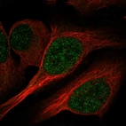 Immunofluorescent staining of human cell line U-2 OS shows localization to nucleoplasm.