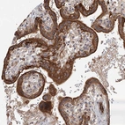 Anti-RAPGEF6 Antibody