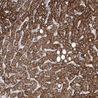 Anti-ANGPTL3 Antibody
