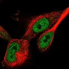 Immunofluorescent staining of human cell line U-251 MG shows localization to nucleoplasm.