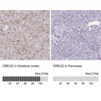 Anti-CREG2 Antibody