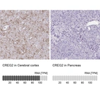 Anti-CREG2 Antibody
