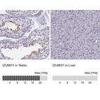 Anti-IZUMO1 Antibody