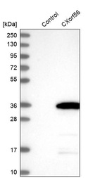 Western blot analysis in control (vector only transfected HEK293T lysate) and CXorf56 over-expression lysate (Co-expressed with a C-terminal myc-DDK tag (~3.1 kDa) in mammalian HEK293T cells, LY411776).