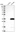 Anti-CXorf56 Antibody