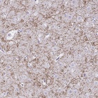 Immunohistochemical staining of human cerebral cortex shows high expression.