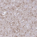 Immunohistochemical staining of human cerebral cortex shows high expression.