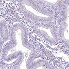 Immunohistochemical staining of human endometrium shows no positivity in glandular cells as expected.