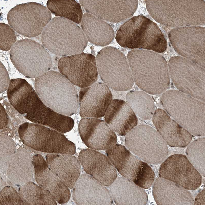 Anti-TRAPPC12 Antibody