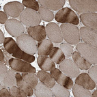 Anti-TRAPPC12 Antibody