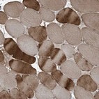 Anti-TRAPPC12 Antibody