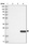 Anti-CLEC3B Antibody