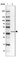 Anti-ZC3H8 Antibody