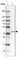 Anti-ZC3H8 Antibody