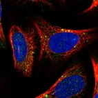 Immunofluorescent staining of human cell line U-2 OS shows localization to endosomes.