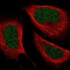 Immunofluorescent staining of human cell line U-2 OS shows localization to nucleoplasm.