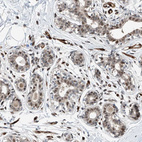 Immunohistochemical staining of human breast shows moderate nuclear positivity in glandular cells.
