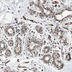 Immunohistochemical staining of human breast shows moderate nuclear positivity in glandular cells.