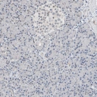 Immunohistochemical staining of human pancreas shows no positivity in exocrine glandular cells as expected.