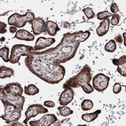 Immunohistochemical staining of human placenta shows strong granular cytoplasmic positivity in trophoblastic cells.