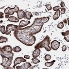 Immunohistochemical staining of human placenta shows strong granular cytoplasmic positivity in trophoblastic cells.