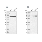 Western blot analysis using Anti-GFM1 antibody HPA034765 (A) shows similar pattern to independent antibody HPA034764 (B).