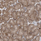 Immunohistochemical staining of human stomach shows moderate granular cytoplasmic positivity in glandular cells.