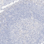 Immunohistochemical staining of human lymph node shows no positivity in germinal center cells as expected.