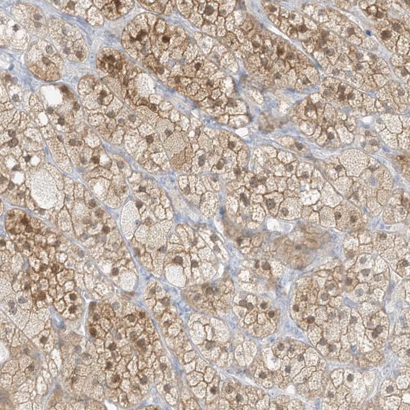 Anti-ZBTB41 Antibody