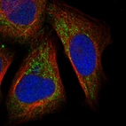 Immunofluorescent staining of human cell line U-2 OS shows localization to mitochondria.