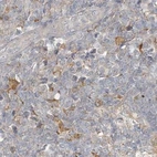 Immunohistochemical staining of human lymph node using Anti-RNF219 antibody HPA034785.