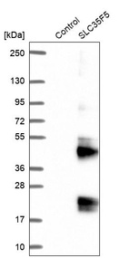 Western blot analysis in control (vector only transfected HEK293T lysate) and SLC35F5 over-expression lysate (Co-expressed with a C-terminal myc-DDK tag (~3.1 kDa) in mammalian HEK293T cells, LY403057).