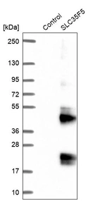 Western blot analysis in control (vector only transfected HEK293T lysate) and SLC35F5 over-expression lysate (Co-expressed with a C-terminal myc-DDK tag (~3.1 kDa) in mammalian HEK293T cells, LY403057).