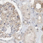Immunohistochemical staining of human kidney using Anti-RNF219 antibody HPA034785.