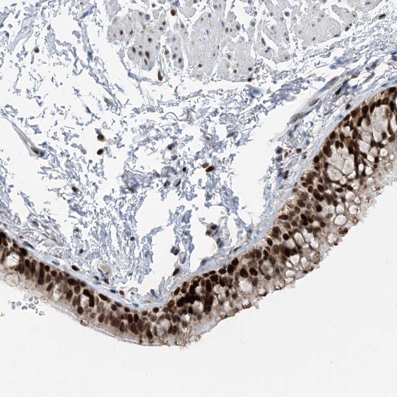 Anti-SLC25A53 Antibody